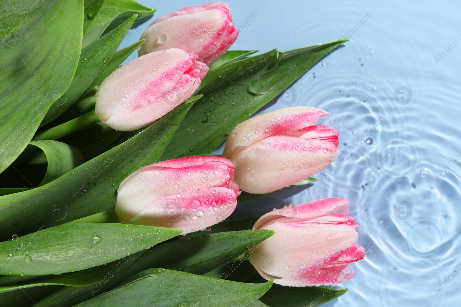 Photo of Beautiful tulips in water on light blue background, top view. Space for text