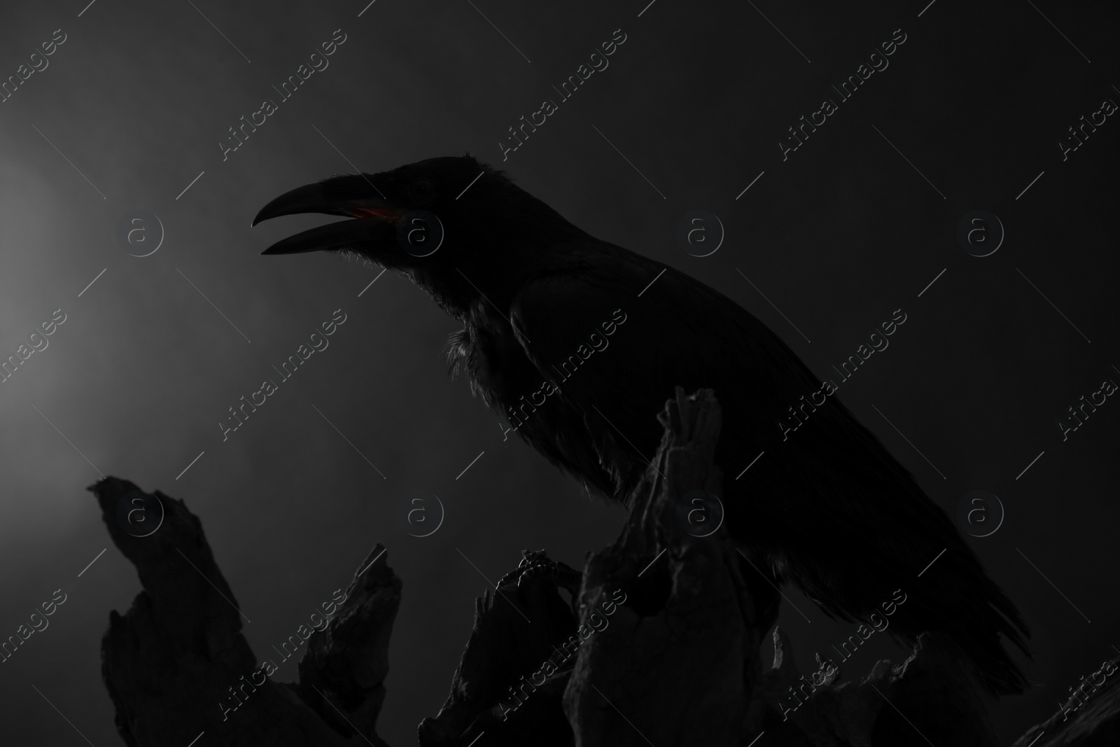 Photo of Silhouette of raven perched on wood against dark background