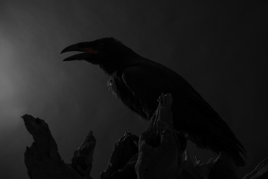 Silhouette of raven perched on wood against dark background