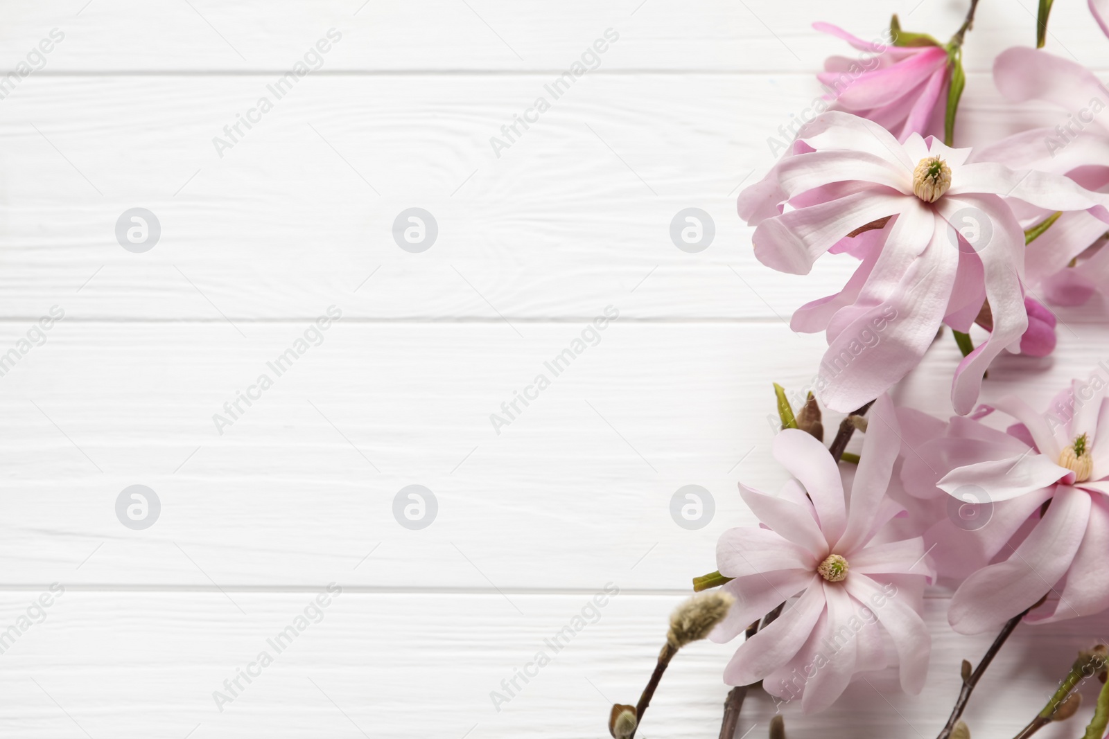 Photo of Magnolia tree branches with beautiful flowers on white wooden table, flat lay. Space for text