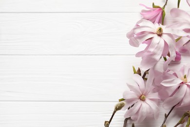 Magnolia tree branches with beautiful flowers on white wooden table, flat lay. Space for text