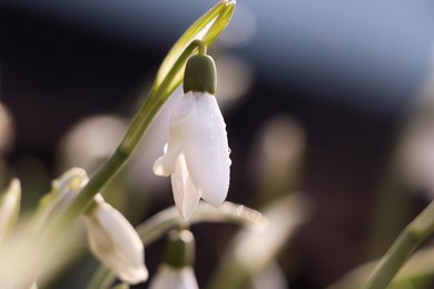 Beautiful snowdrops growing outdoors, closeup. Early spring flower