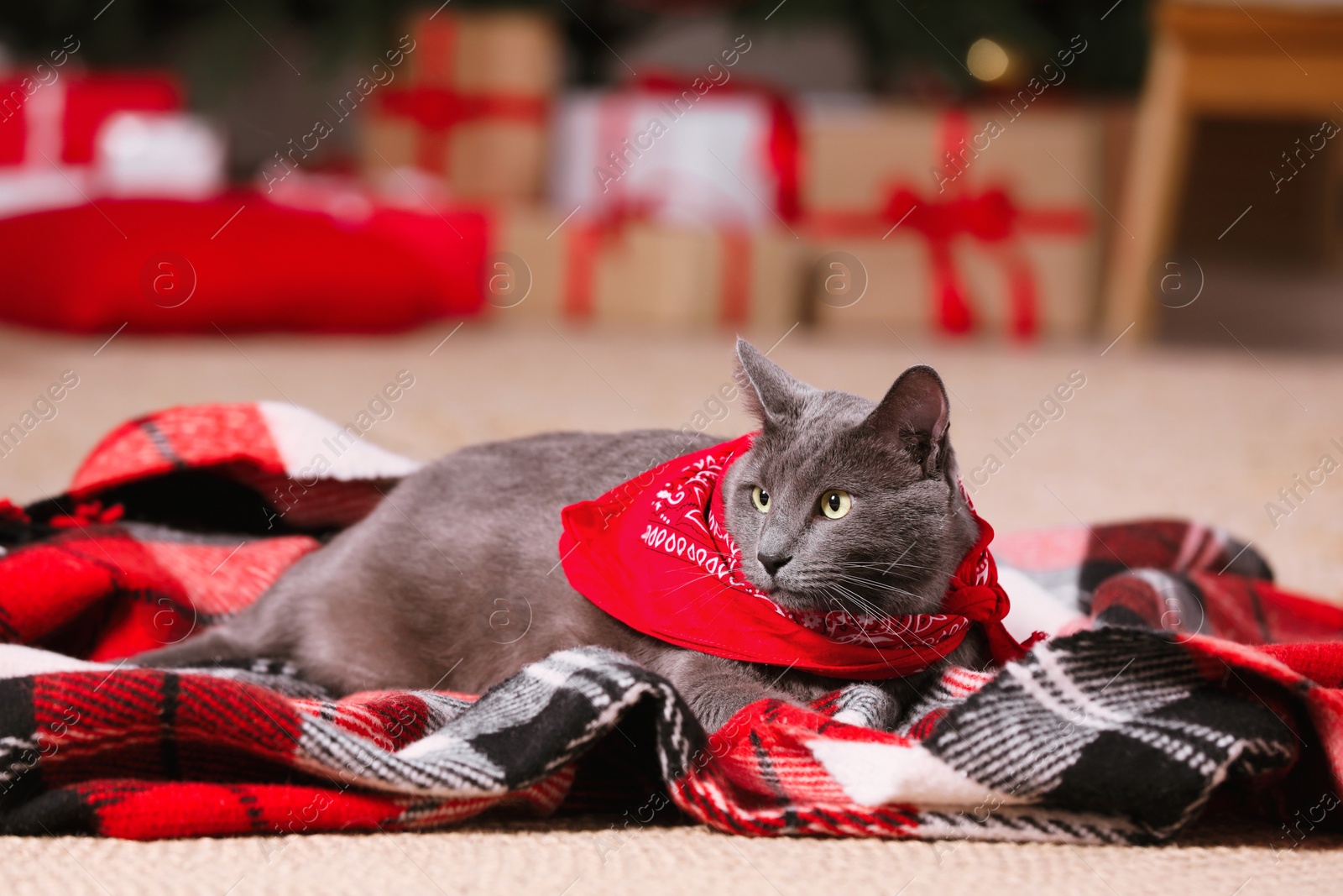 Photo of Cute cat wearing bandana on plaid in room decorated for Christmas