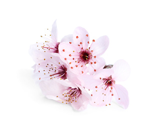 Beautiful plum blossom isolated on white. Spring season