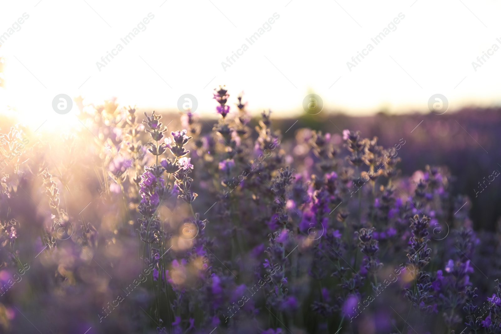 Photo of Beautiful blooming lavender in field on summer day