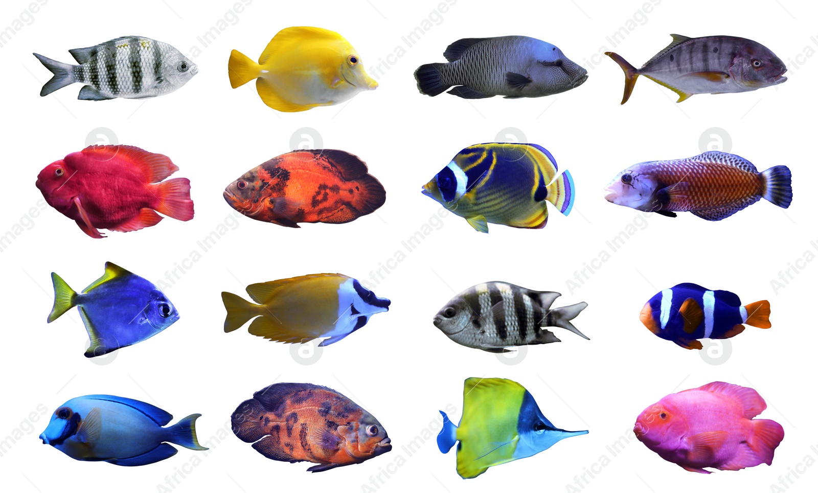 Image of Collage of different tropical fishes on white background