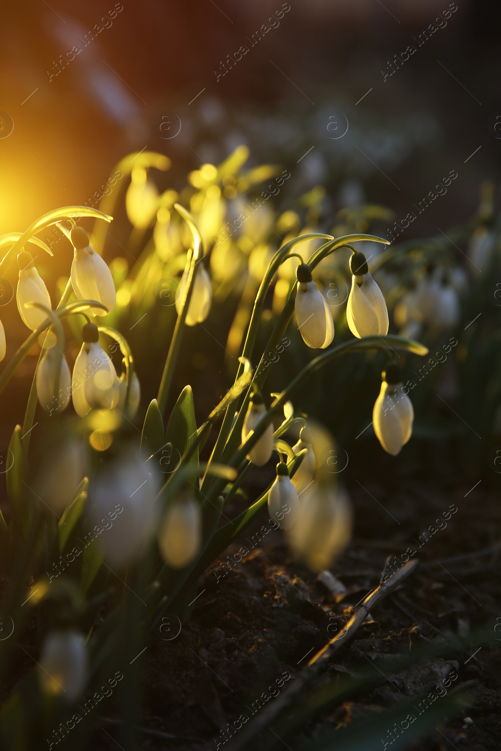 Photo of Fresh blooming snowdrops growing outdoors. Spring flowers