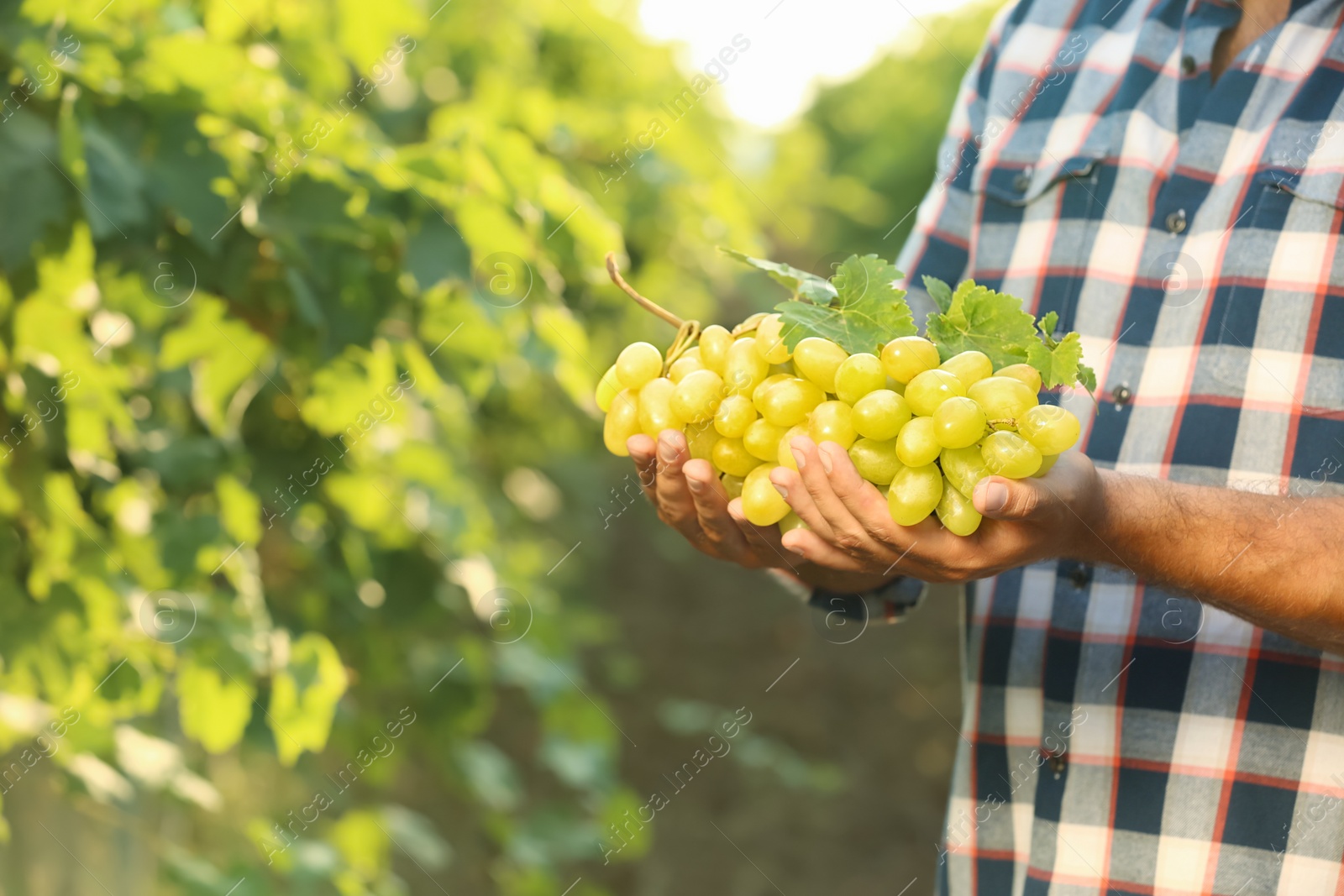 Photo of Man holding bunch of fresh ripe juicy grapes in vineyard, closeup