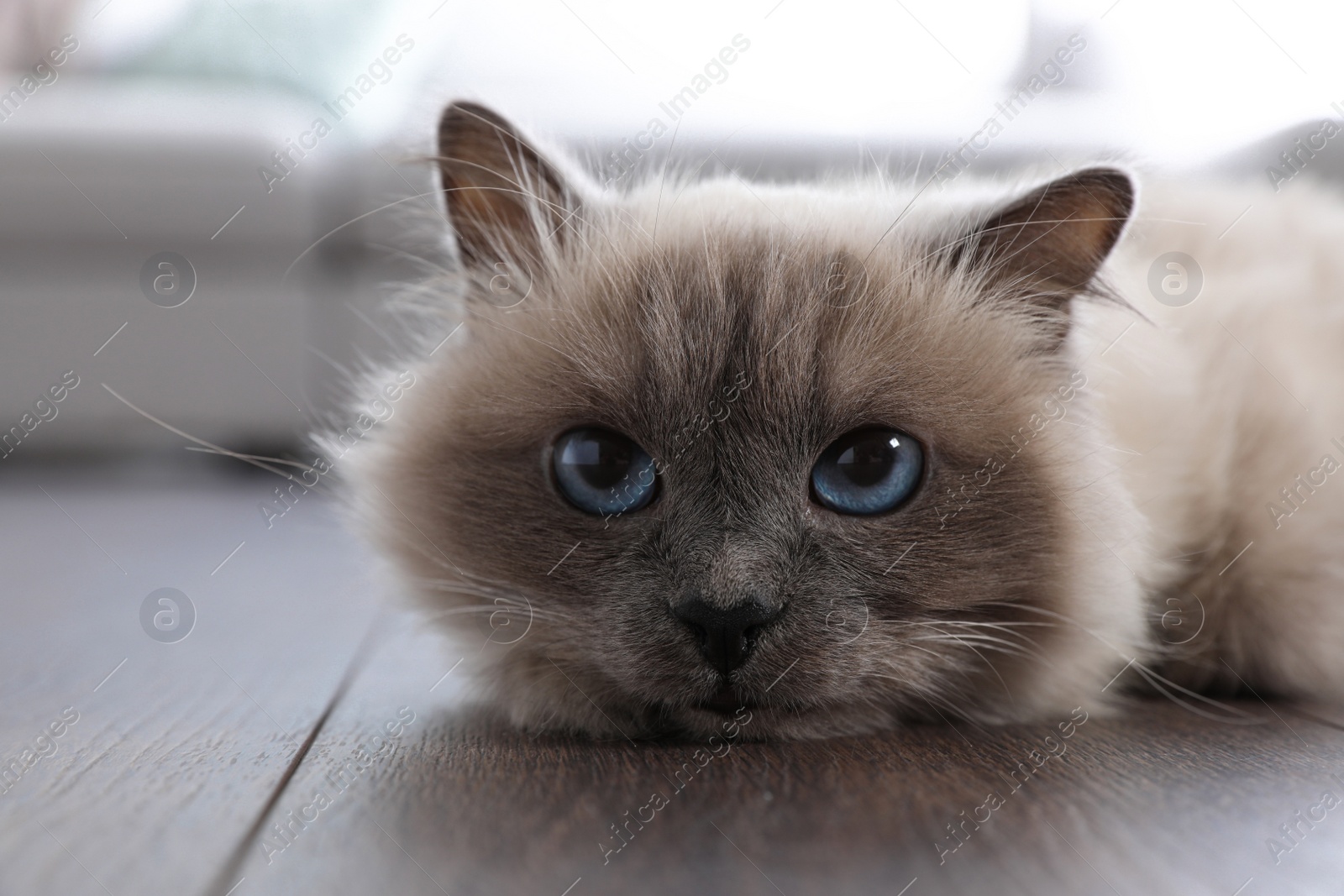 Photo of Beautiful fluffy cat lying on warm floor in room, closeup. Heating system