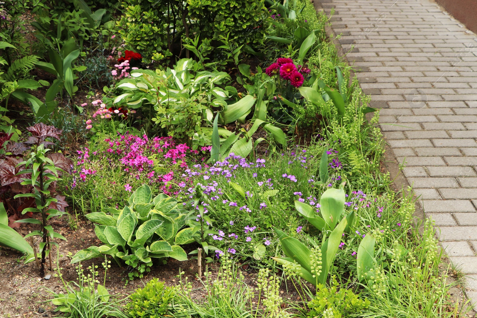 Photo of Beautiful flowerbed with different plants outdoors. Gardening and landscaping
