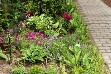 Beautiful flowerbed with different plants outdoors. Gardening and landscaping