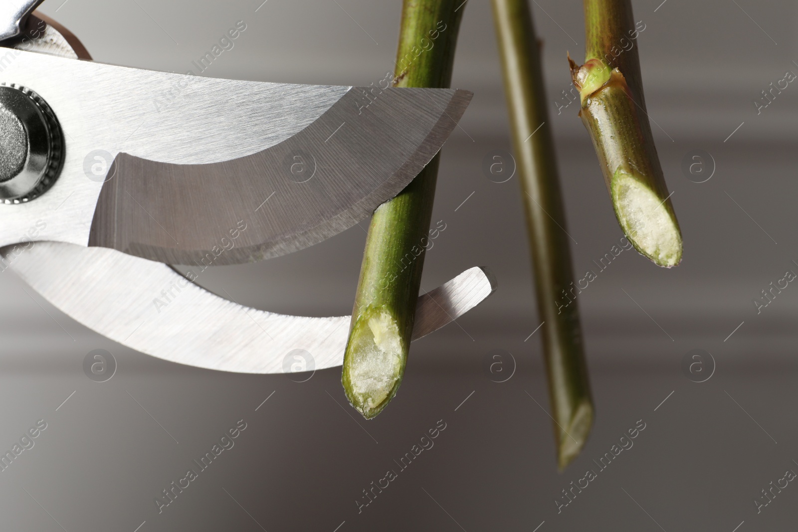 Photo of Cutting stems of flowers with pruner, closeup. Florist occupation