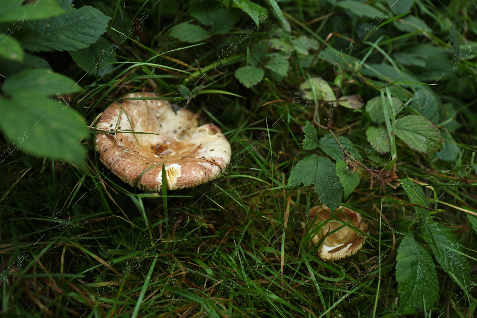 Photo of Wild mushrooms growing among green plants in forest