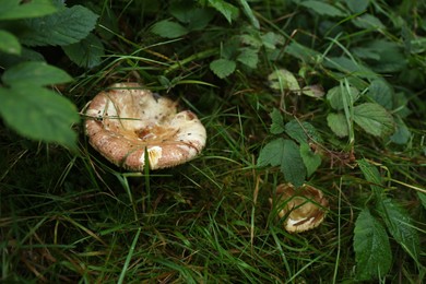 Photo of Wild mushrooms growing among green plants in forest