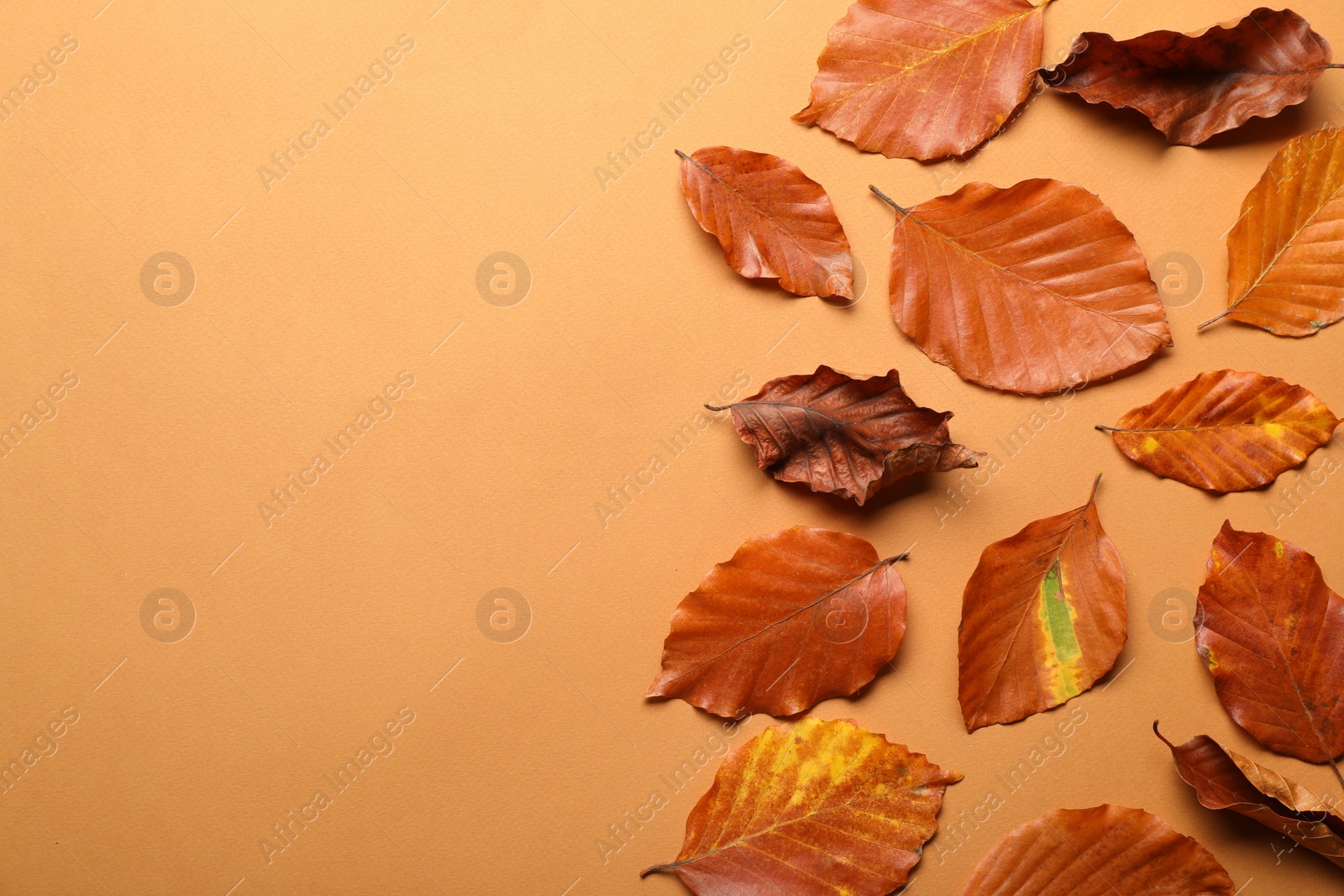 Photo of Dry autumn leaves on pale orange background, flat lay. Space for text