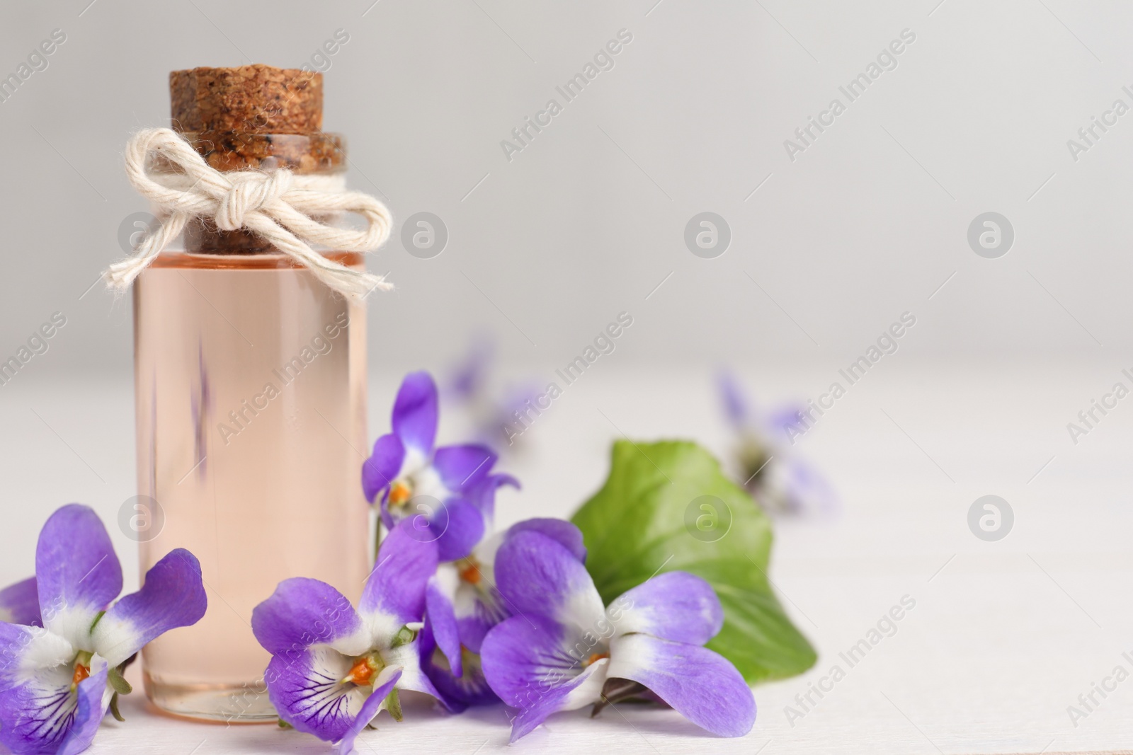 Photo of Beautiful wood violets and essential oil on white table, space for text. Spring flowers