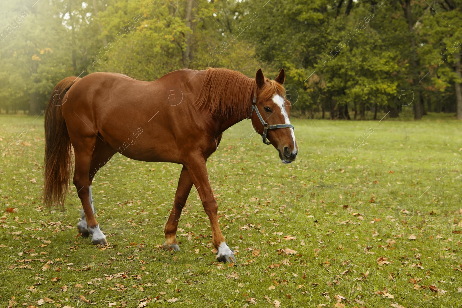 Photo of Horse with bridle in park on autumn day