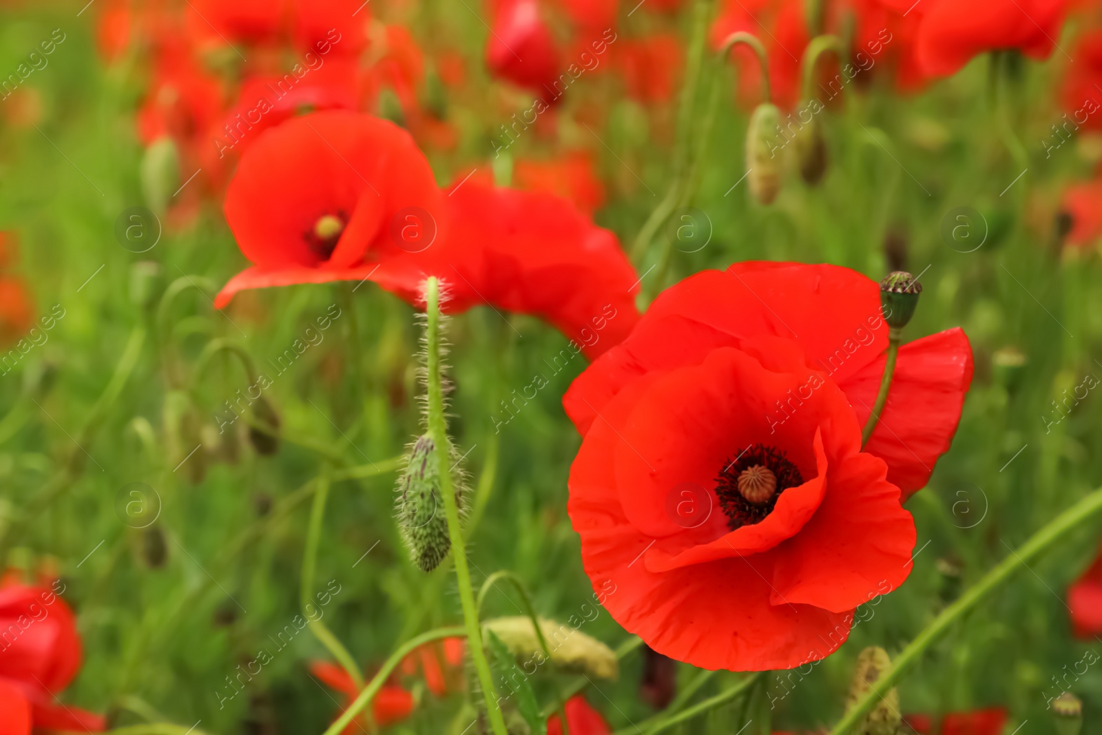 Photo of Beautiful red poppy flowers growing in field