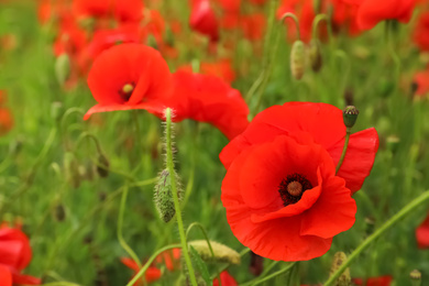 Photo of Beautiful red poppy flowers growing in field