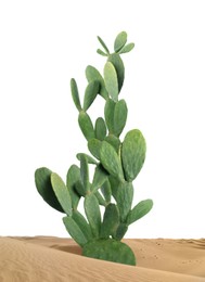 Image of Beautiful big cactus growing in sand on white background