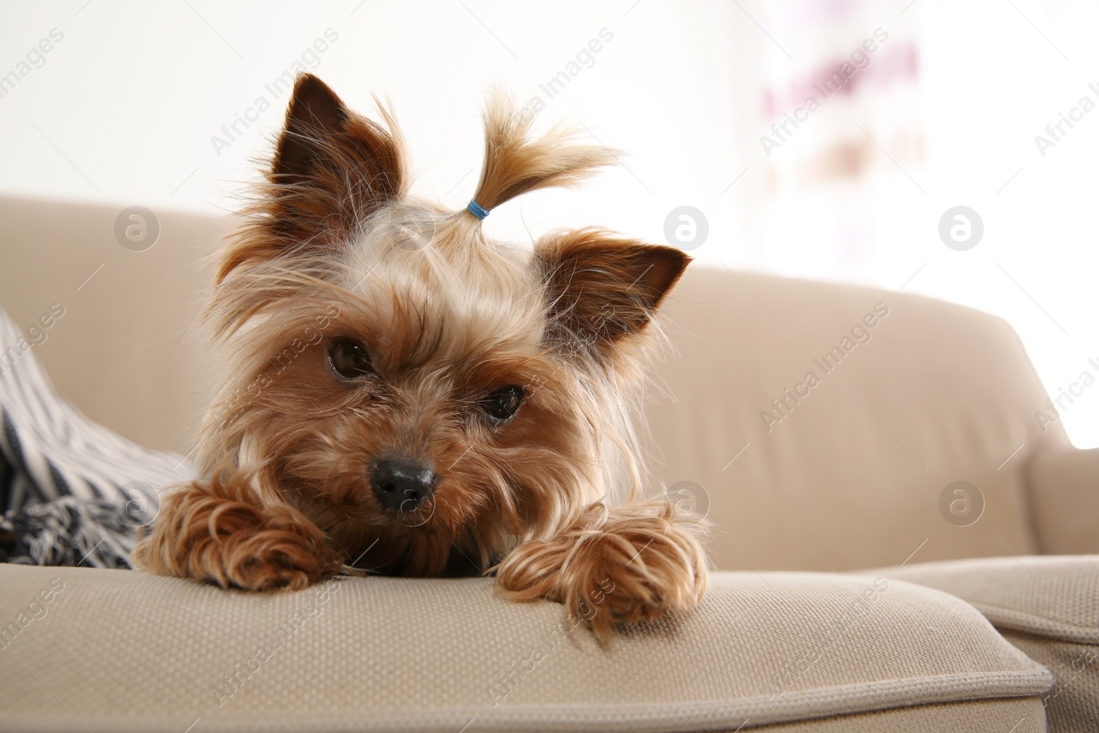 Photo of Yorkshire terrier on sofa indoors, space for text. Happy dog