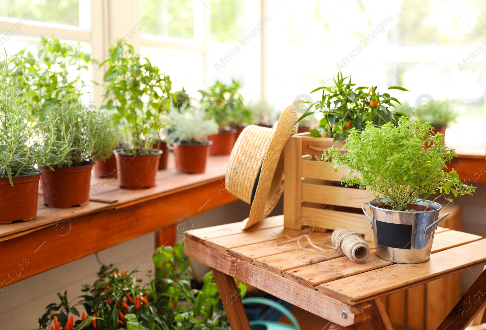 Photo of Seedlings, wooden crate, straw hat and rope on wooden table in shop, space for text. Gardening tools