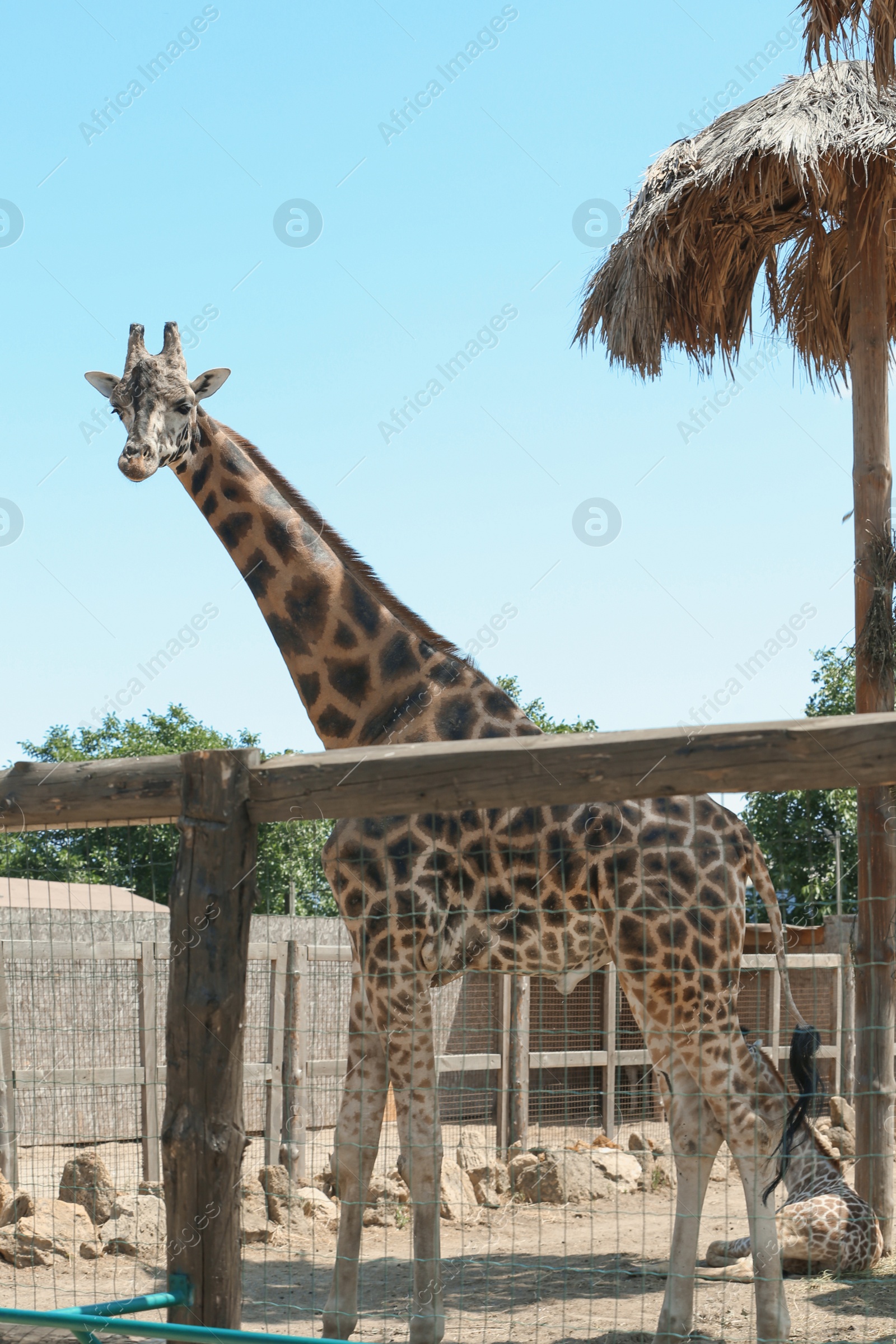 Photo of Rothschild giraffes at enclosure in zoo on sunny day