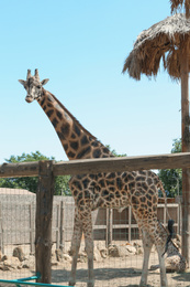 Rothschild giraffes at enclosure in zoo on sunny day