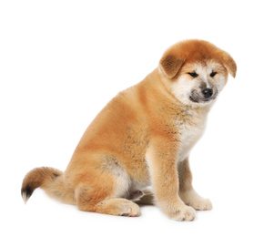 Cute Akita Inu puppy on white background. Baby animal