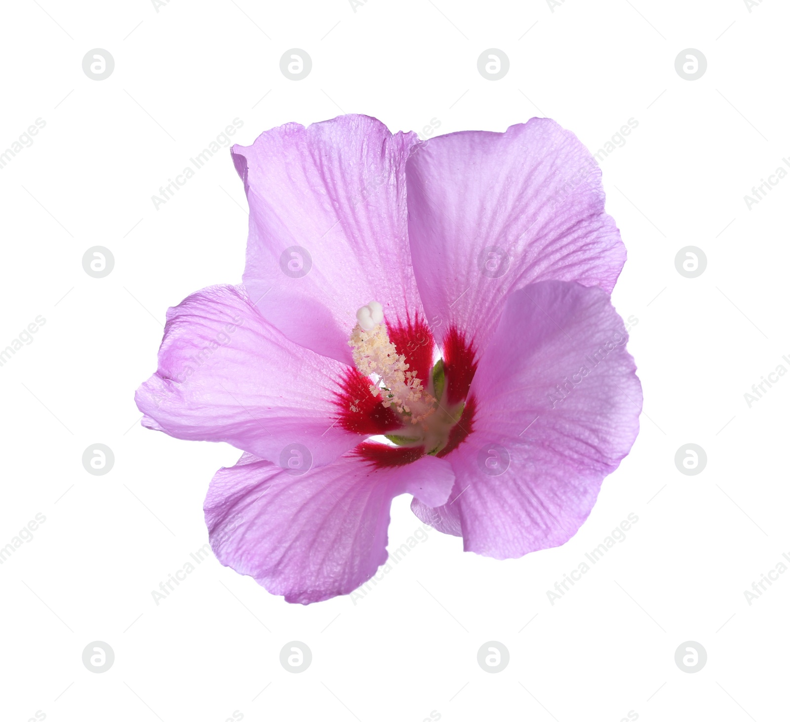 Photo of Beautiful tropical Hibiscus flower on white background