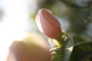 Closeup view of beautiful blossoming quince tree outdoors on spring day