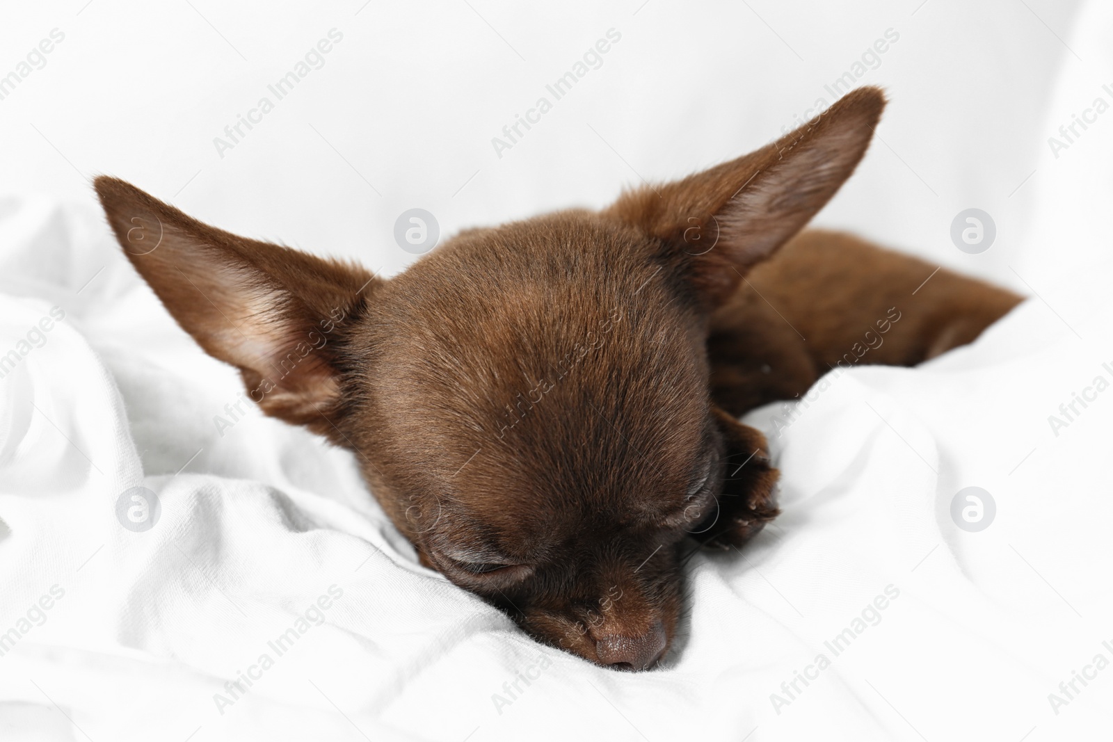 Photo of Cute small Chihuahua dog sleeping in bed, closeup