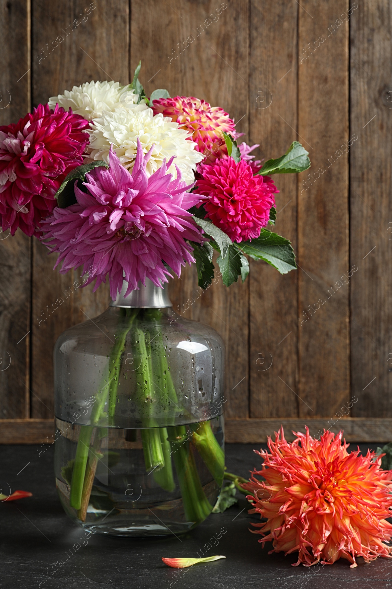 Photo of Beautiful dahlia flowers in vase on table against wooden background