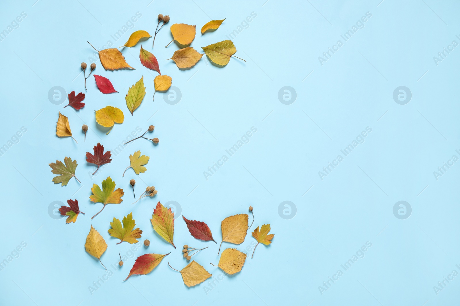 Photo of Flat lay composition with autumn leaves on light blue background. Space for text