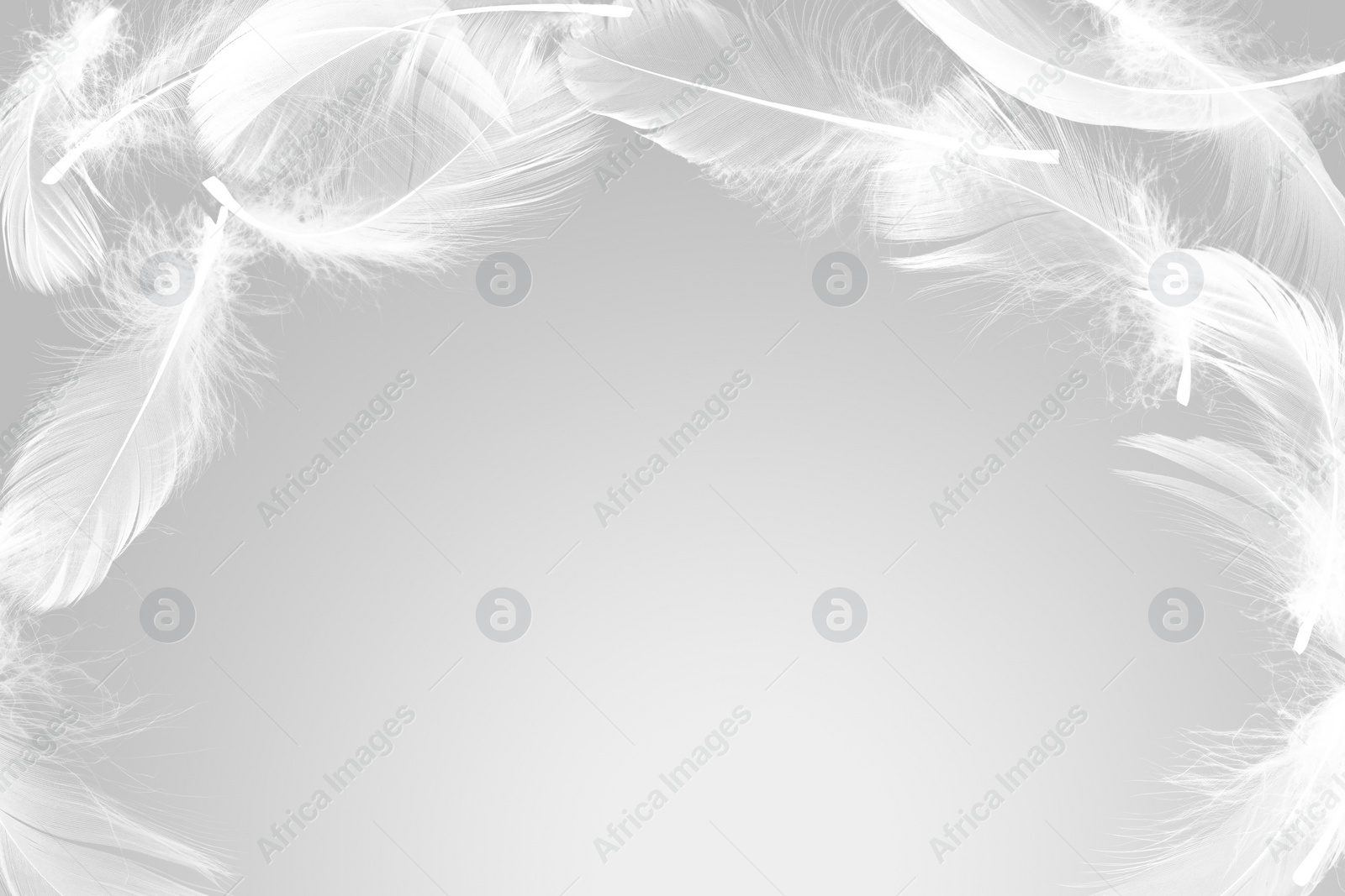 Image of Fluffy bird feathers in air on grey background, space for text