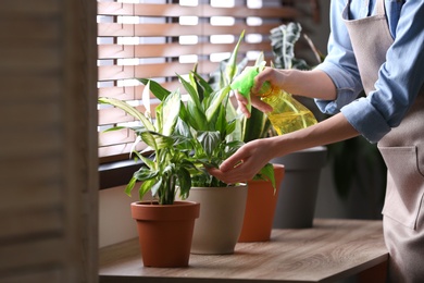 Photo of Young woman taking care of houseplant indoors, closeup. Interior element