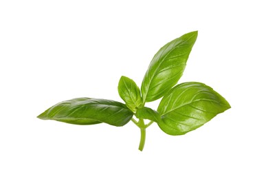 Fresh green basil leaves isolated on white