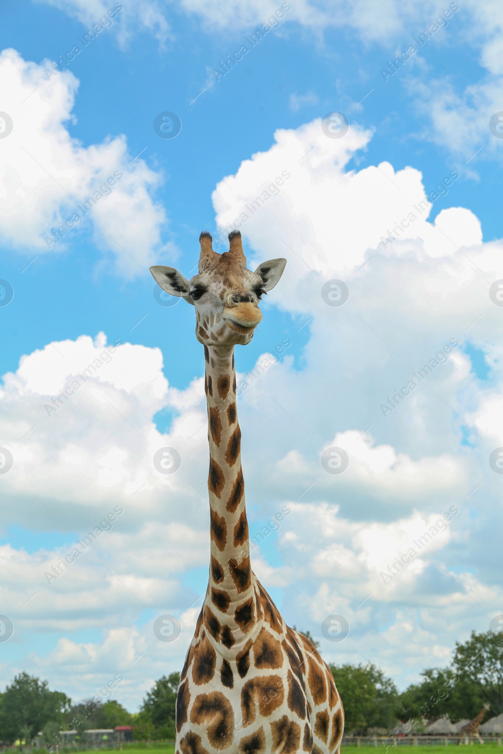 Photo of Beautiful spotted African giraffe in safari park