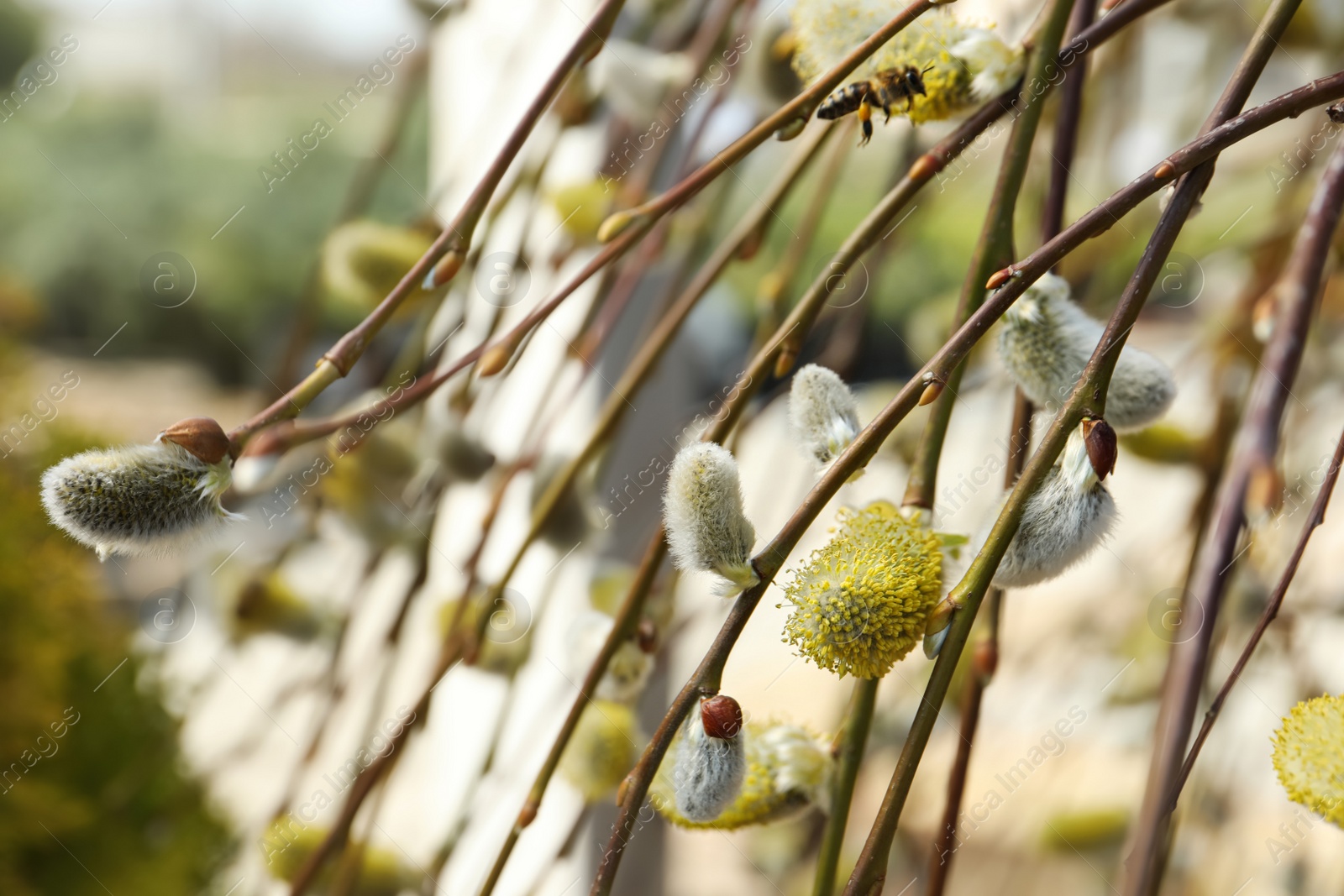 Photo of Beautiful fluffy catkins on willow tree outdoors, closeup