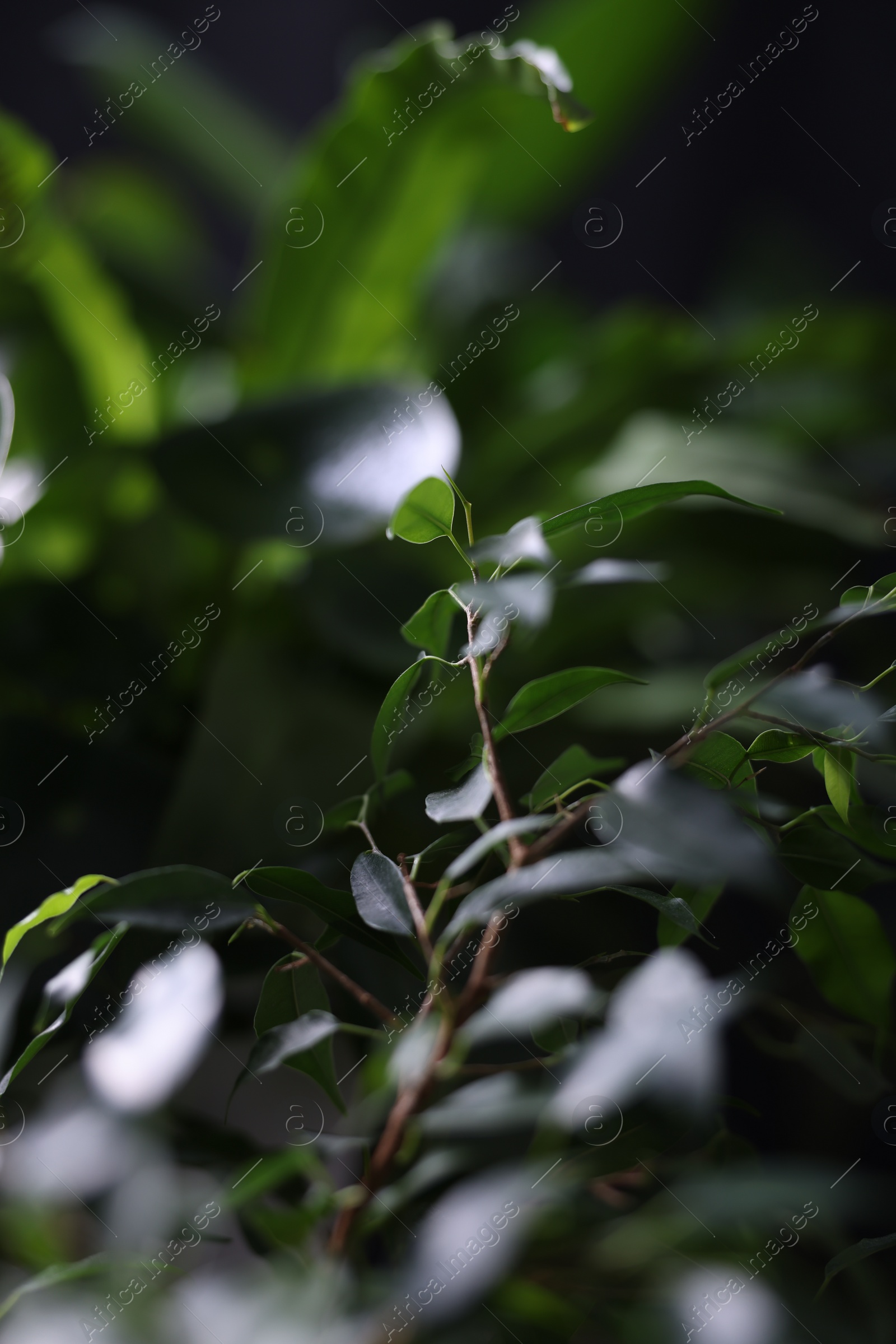 Photo of Plants with fresh green leaves in darkness, closeup