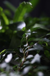 Photo of Plants with fresh green leaves in darkness, closeup