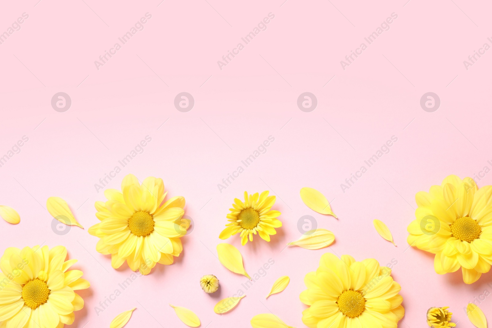 Photo of Flat lay composition with beautiful chamomile flowers on pink background. Space for text