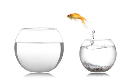 Image of Goldfish jumping from glass fish bowl into bigger one on white background