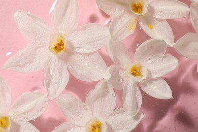 Photo of Beautiful daffodils in water on pink background, top view