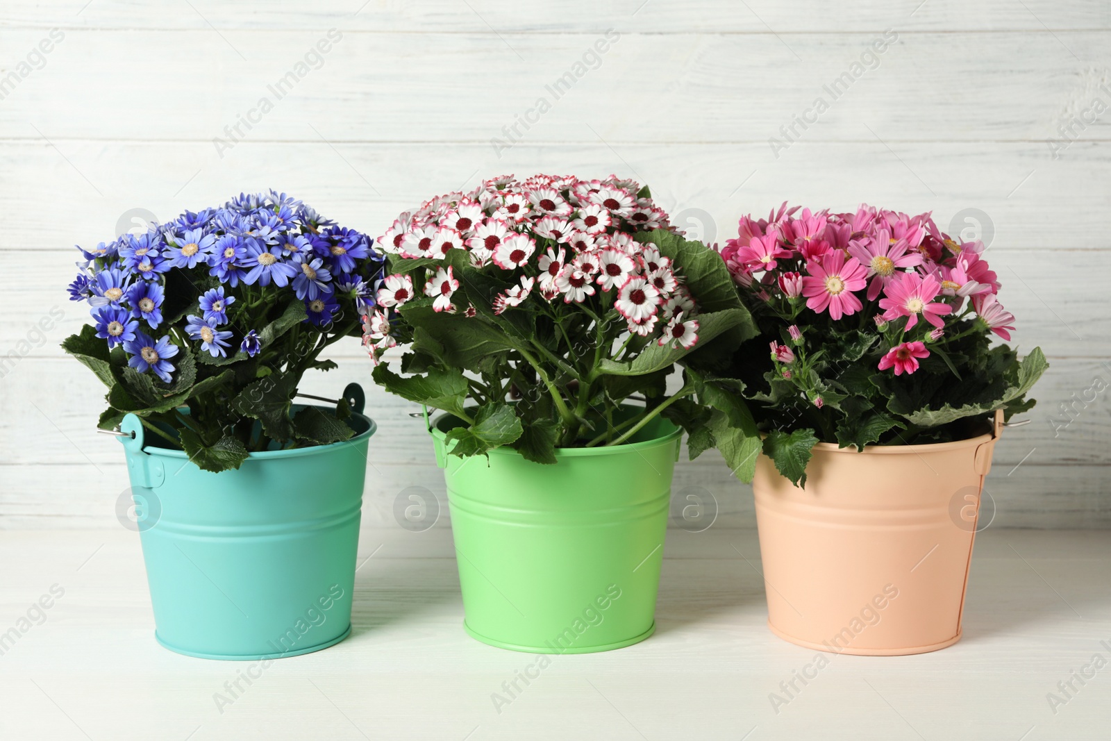 Photo of Beautiful cineraria plants in flower pots on white table