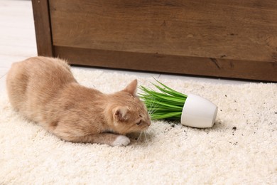 Cute ginger cat near overturned houseplant on carpet at home