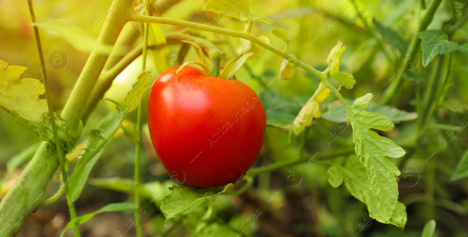 Photo of Beautiful ripe tomato on bush in garden