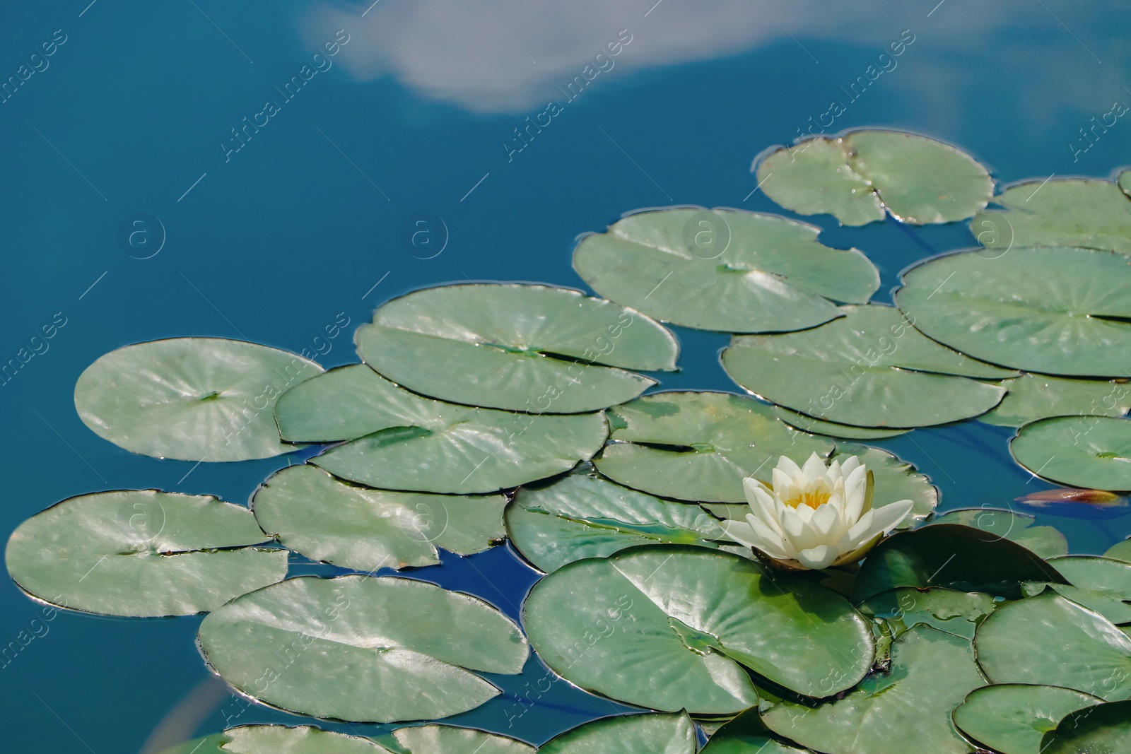 Photo of Pond with beautiful lotus flower and leaves