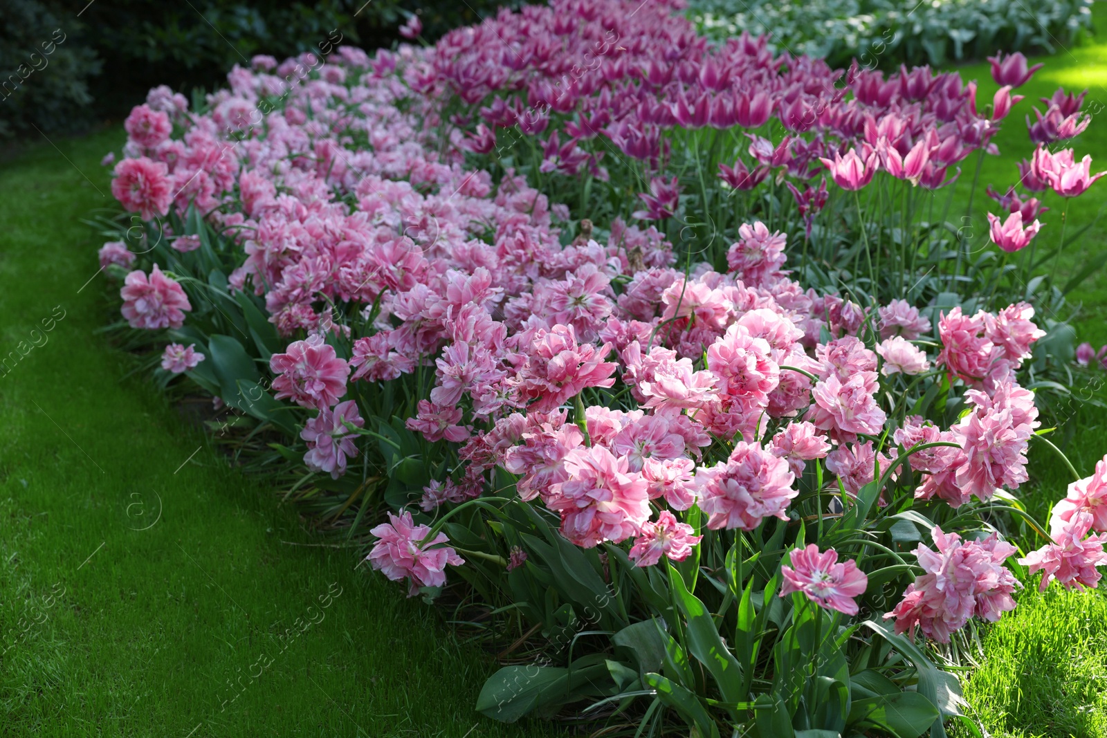 Photo of Many beautiful tulip flowers growing in park on sunny day. Spring season