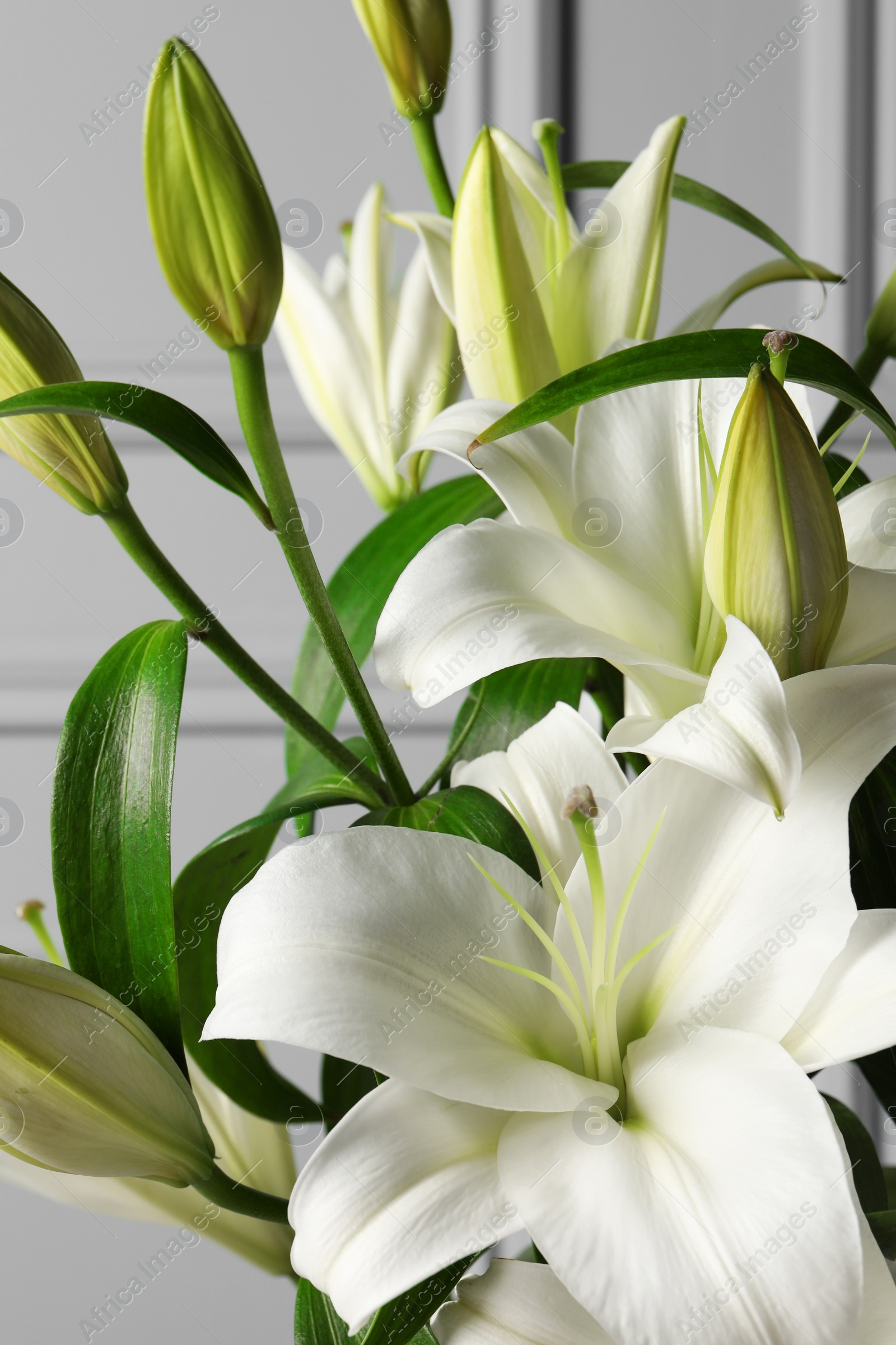 Photo of Beautiful lily flowers near light grey wall, closeup